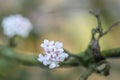 Bodnant Viburnum bodnantense Dawn, close-up flowers on a twig